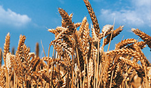 Jakým způsobem ručí stát za kvalitu biopotravin?